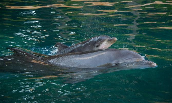 Caso siga os passos do Tripadvisor, Expedia deixará de vender nados com golfinhos e outras atrações similares