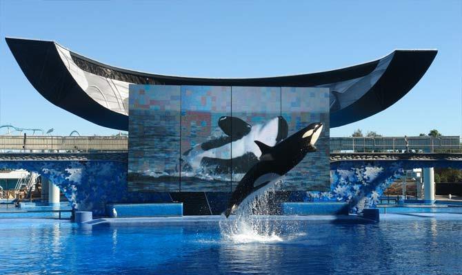 Shows com orcas não são os mesmos de antes no Sea World
