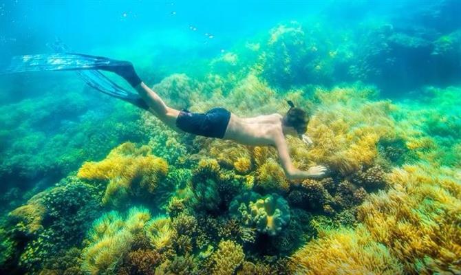 Cerca de 65% dos recifes de corais do Caribe são utilizados turisticamente