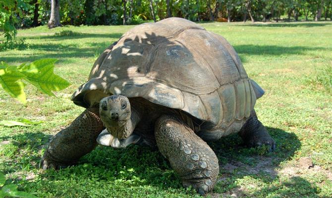 A fauna das Ilhas Seychelles, com tartarugas gigantes, é um dos atrativos 