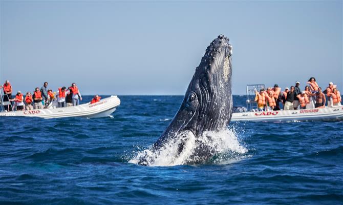 A presença de baleias não é rara no litoral de Los Cabos