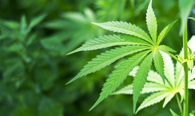Os produtos comestíveis e concentrados de cannabis serão vendidos legalmente cerca de um ano após a Lei Cannabis ter entrado em vigor
