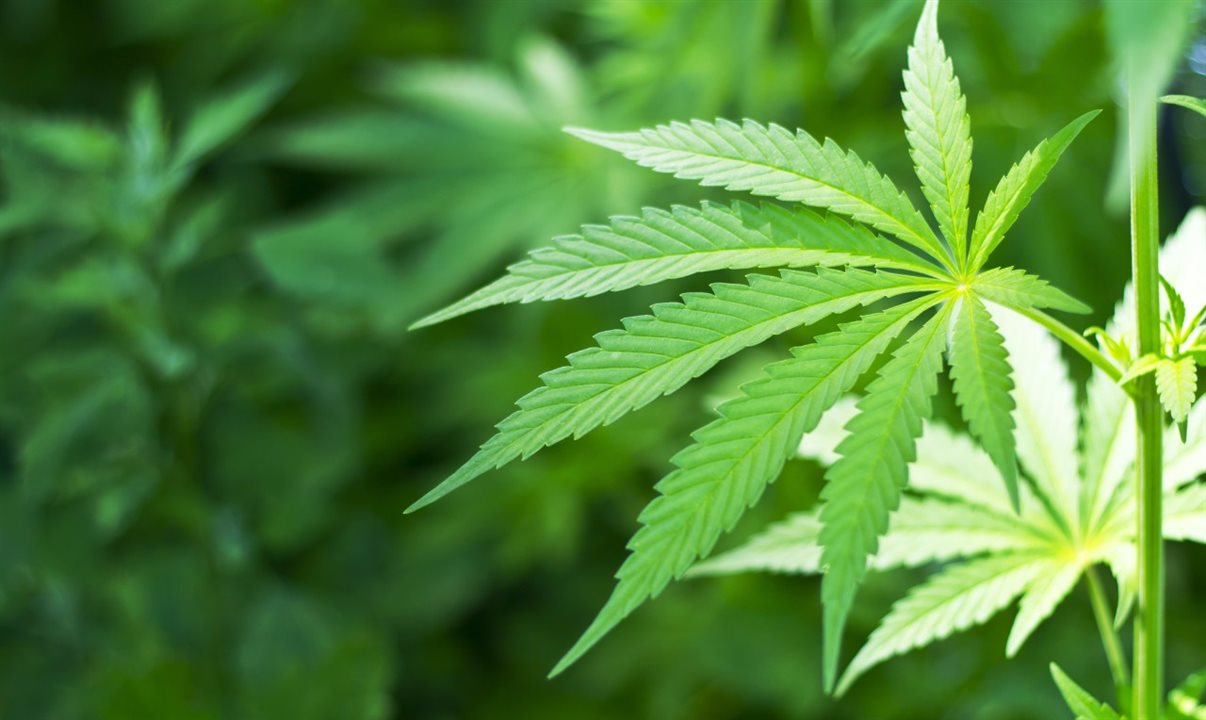 Espera-se que o Turismo de cannabis se torne um importante gerador de receita em mercados legalizados