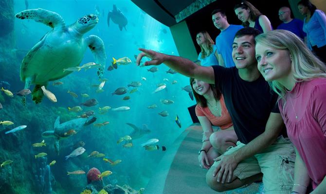 Parque em Abu Dhabi virá acompanhado de centro de estudos sobre a vida marinha