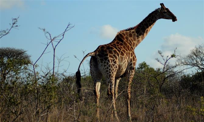 Animais africanos atraem turistas para grandes safáris