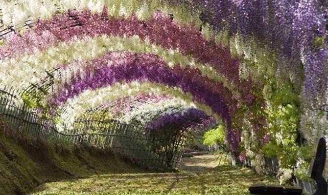 O jardim de Kawachi, que te leva a um túnel de plantas de colorações variadas