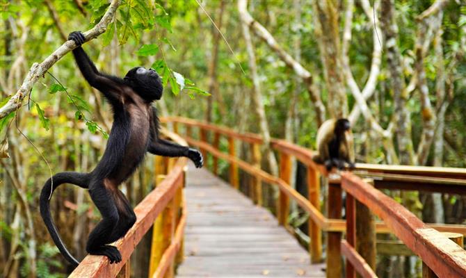 Grande parte dos turistas internacionais visita a Região Norte para conhecer a fauna e a flora exuberantes da Amazônia Brasileira