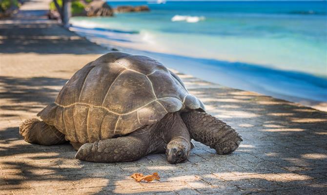 O Atol de Aldabra, lar de espécies raras como as tartarugas gigantes