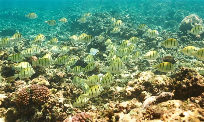 A rica fauna marinha é um dos componentes da biodiversidade de Seychelles. As águas transparentes permitem ver notidamentr cardumes como esse