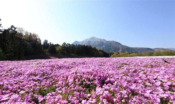 Campo de flores no parque Hitsujiyama, no Japão