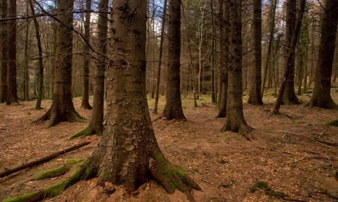 Na região dos Mournes, a Floresta Assombrada também pode ser chamada de Parque Florestal de Tollymore
