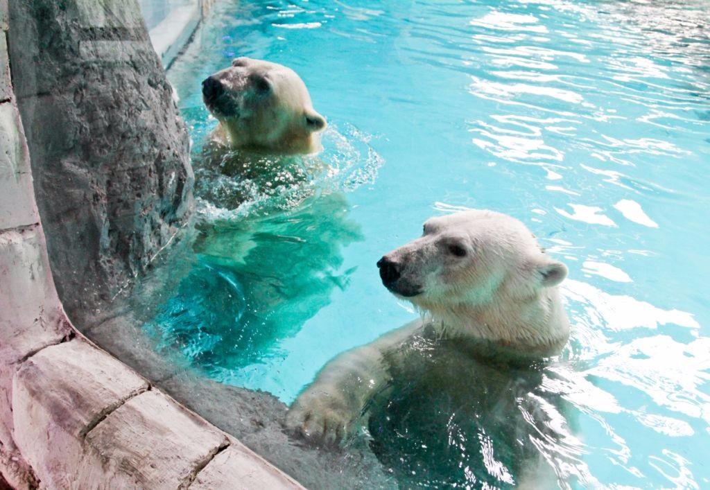 Casal de ursos polares no Aquário de São Paulo