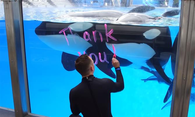 Treinador do Seaworld escreve agradecimento em vidro do aquário