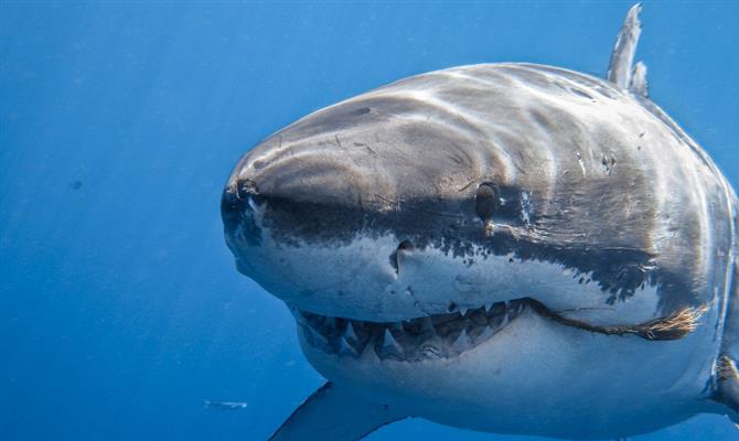 É possível nadar ao lado de um tubarão branco na Ilha de Guadalupe, no México