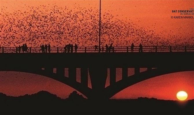 Milhares de morcegos podem ser vistos todos os anos da South Congress Bridge