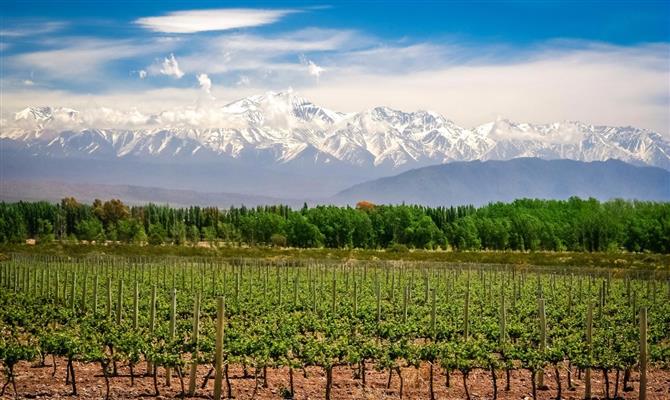 Vinhos e negócios na Argentina