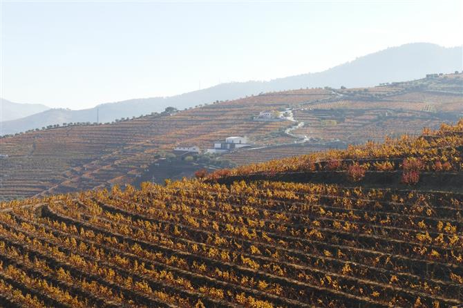 A vinícola está situada no Vale Douro, Quinta do Seixo