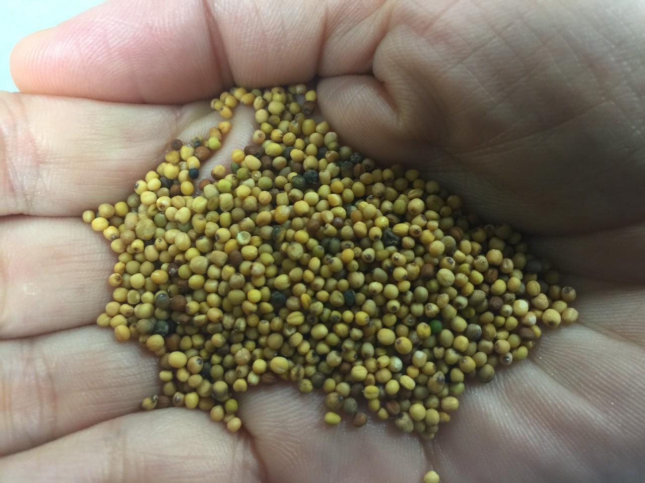 Brassica Carinata, semente de mostarda industrial utilizada para produzir o biocombustível