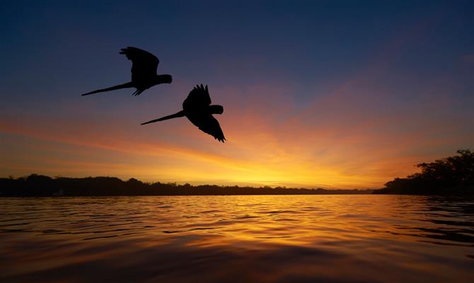Pantanal é um dos principais destinos naturais do Brasil