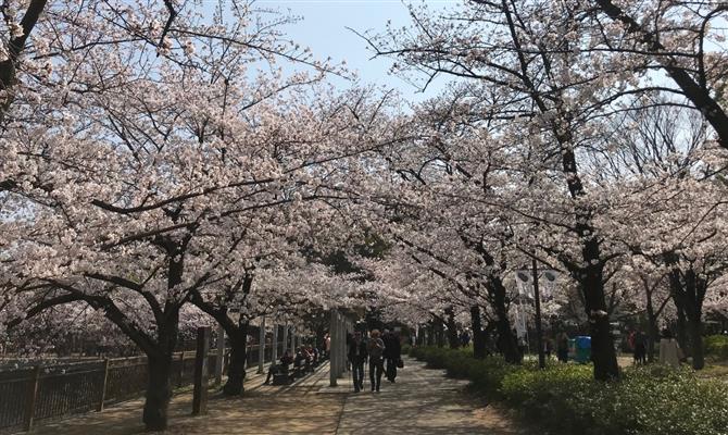 Destino japonês possui endereços com cerejeiras