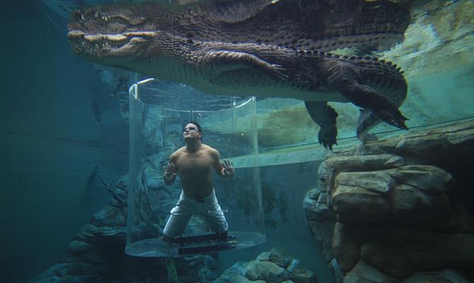 Visitante é submerso em gaiola de vidro junto do maior réptil do planeta, o  crocodilo-de-água-salgada