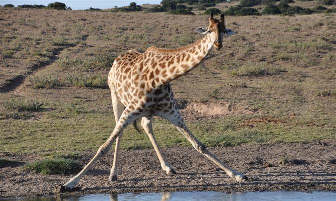 Você sabe porque as girafas bebem água de perna aberta? Um guia que fala português pode tirar essa dúvida com facilidade
