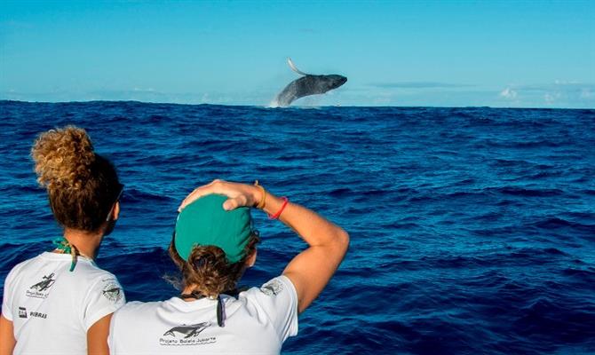 Avistamento de baleias jubarte em Abrolhos, no litoral da Bahia
