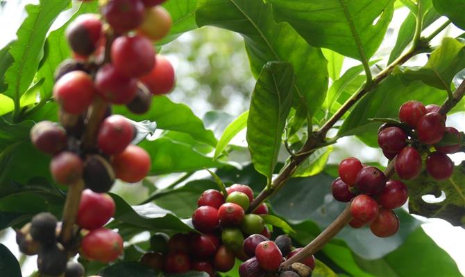 Estado cearense também produz café de qualidade