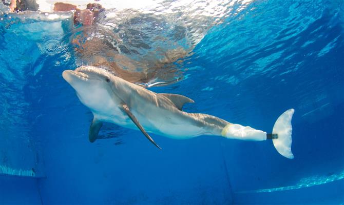 Região é famosa pelo caso do golfinho Winter, que foi resgatado e virou símbolo da proteção ambiental ao sobreviver sem a cauda