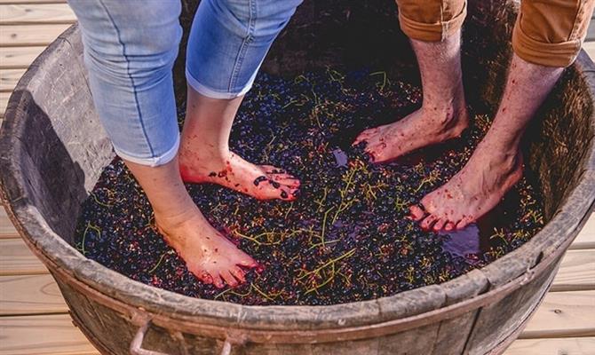 Ajudar no processo de vinificação fazendo a pisa das uvas é uma grande atração de verão na Serra Gaúcha.