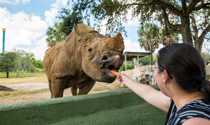 Rhino Encounter leva os visitantes para alimentar espécie 
