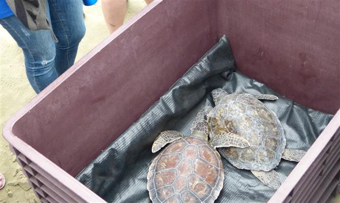 As tartarugas foram resgatadas na costa e após três meses de reabilitação estão de volta a natureza