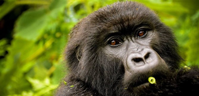 Hóspedes terão oportunidade de ver e fazer fotografias dos gorilas da montanha