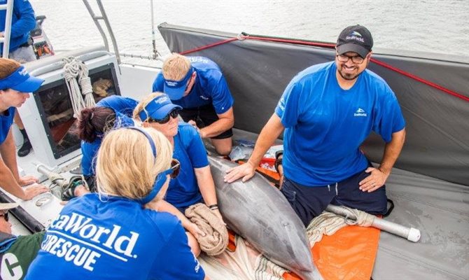 SeaWorld Rescue segue com a missão de ajudar animais doentes, machucados ou encalhados