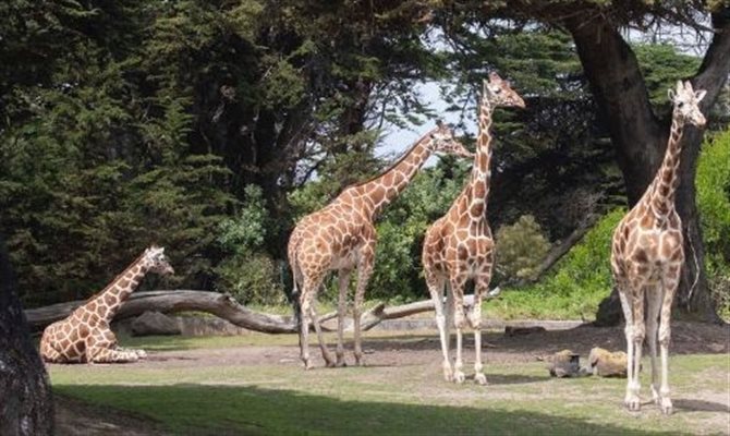 San Francisco Zoo & Garden é a nova opção do City Pass