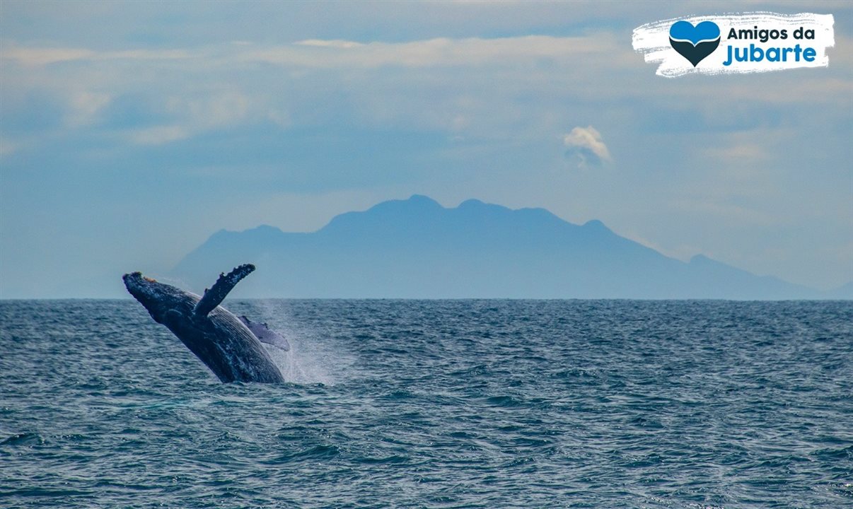 Somente em 2019, mais de mil turistas fizeram a observação de baleias no Espírito Santo
