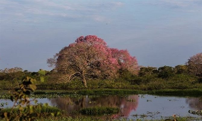Pantanal teve em agosto o seu segundo maior número de queimadas de sua história, segundo dados Inpe
