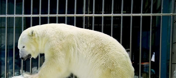 Urso polar é a grande atração do novo hotel do Harbin Sun Asia Polar Park, na China