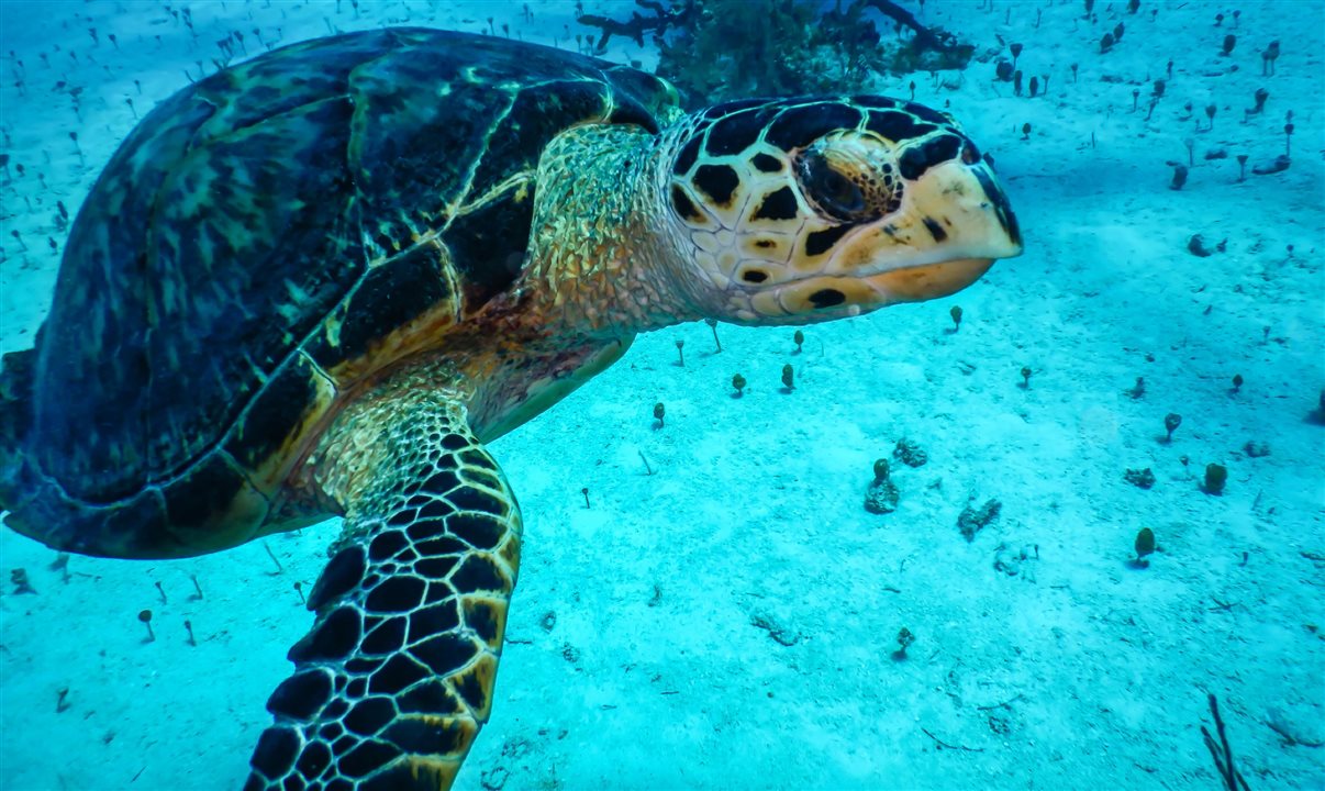 A Ocean Cay MSC Marine Reserve, a ilha privativa da empresa, celebra centenas de filhotes de tartarugas-marinhas fazendo seu caminho para o mar