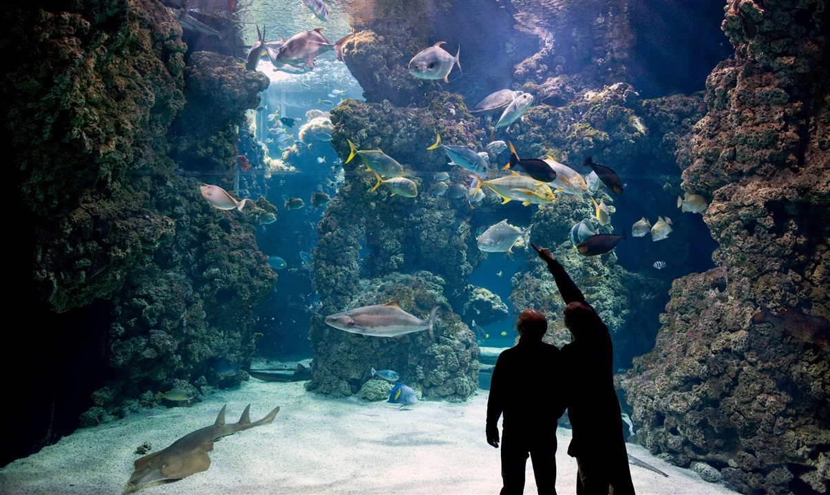 O Museu Oceanográfico conta com mais de seis mil espécies e ainda promove ações de proteção aos oceanos