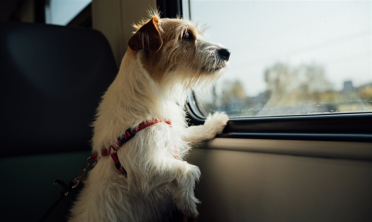 Pets podem viajar com você, mas precisam de cuidados especiais