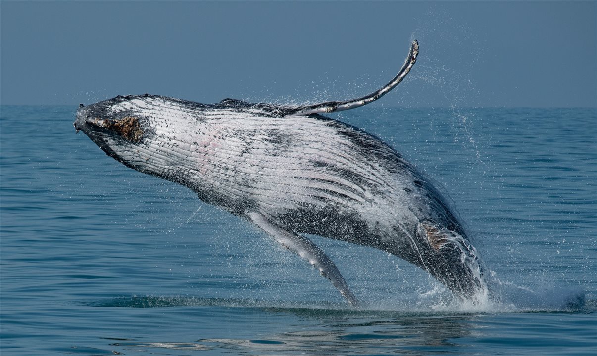 O avistamento de cetáceos reforça o potencial de Turismo sustentável