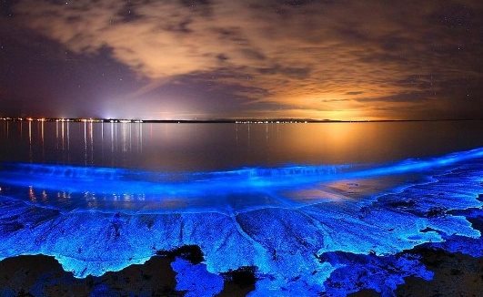Fenômeno da bioluminescência