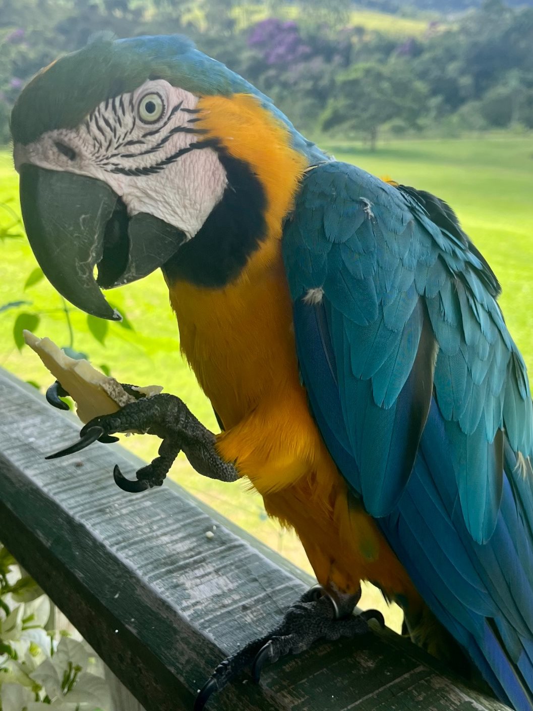 Antônio, a arara comilona do Engenho Lodge