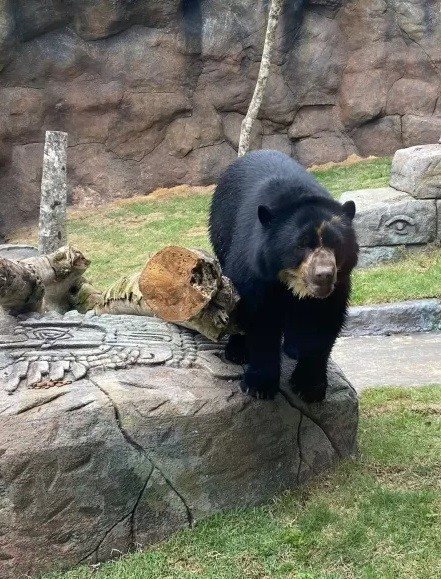 Parque conta com um exemplar de Urso-de-Óculos