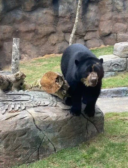 Quando o Animalia Park vai abrir? Novo parque de diversões de Cotia terá  carrossel, montanha-russa e zoológico