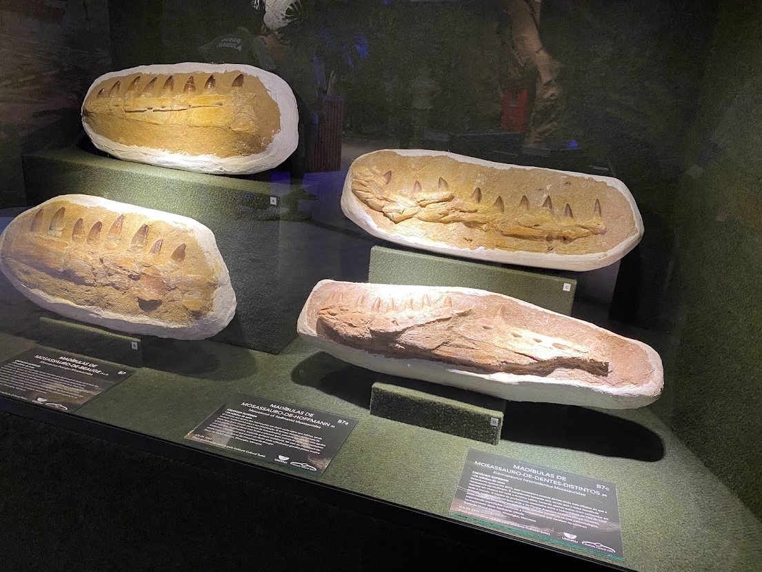 Alguns dos fósseis escolhidos para o Museu da Paleontologia