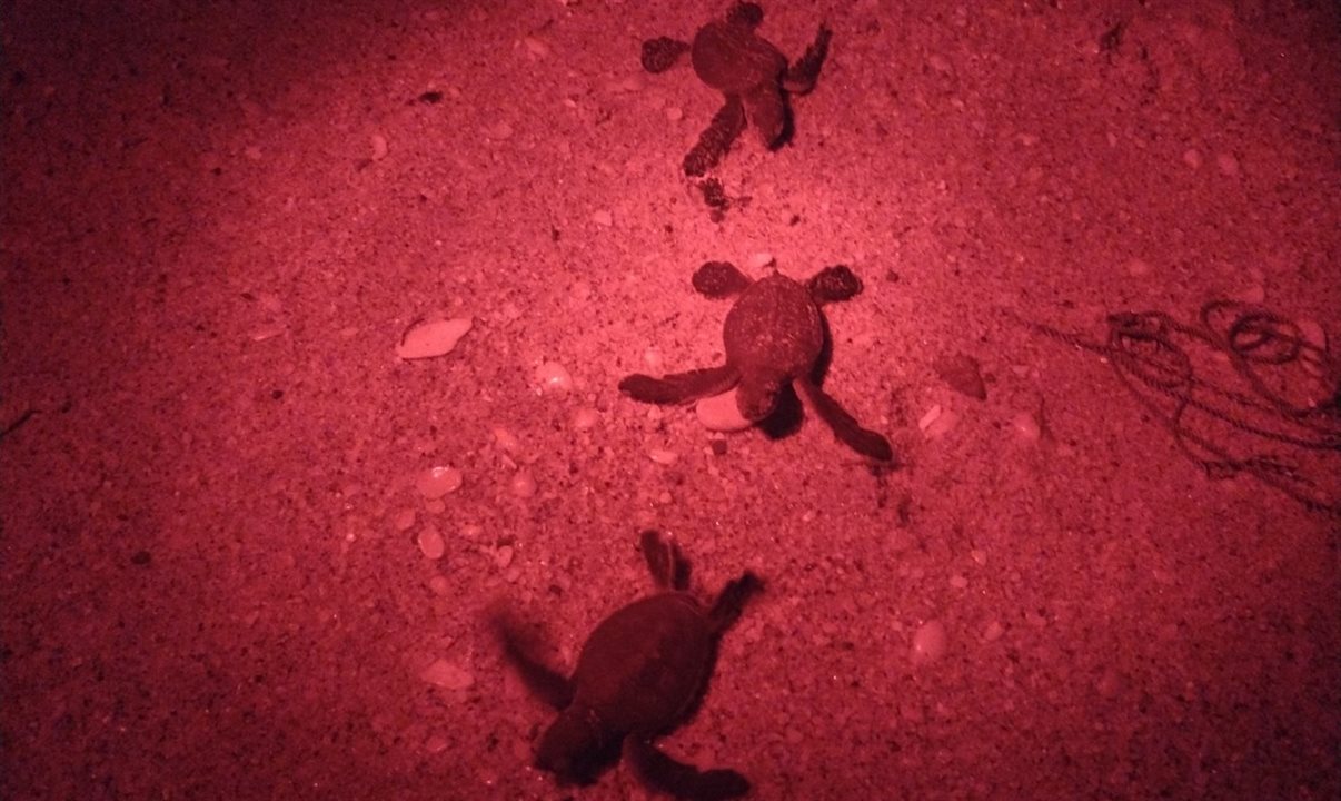 Grupo observou tartarugas marinhas em uma praia à noite