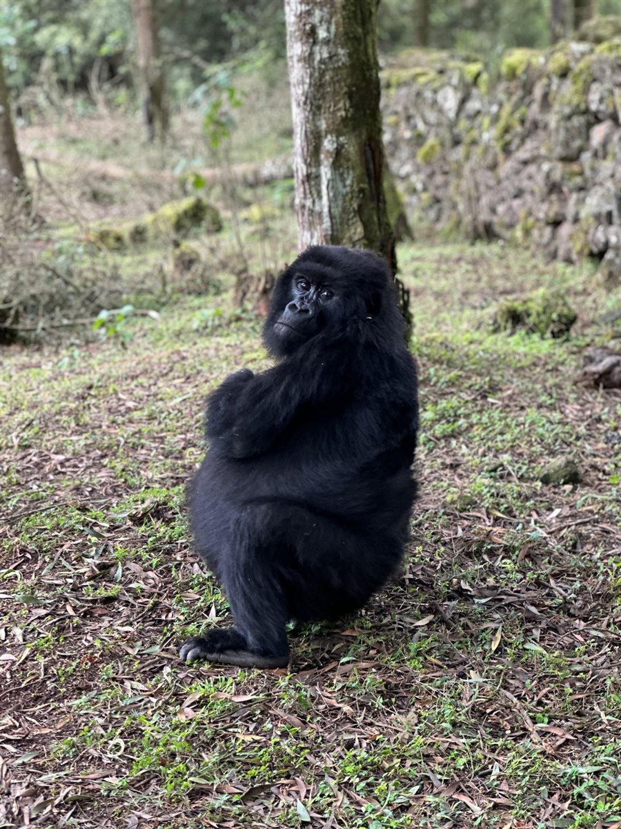 Visita às famílias de gorilas-das-montanhas é o principal atrativo turístico de Ruanda, uma experiência única 