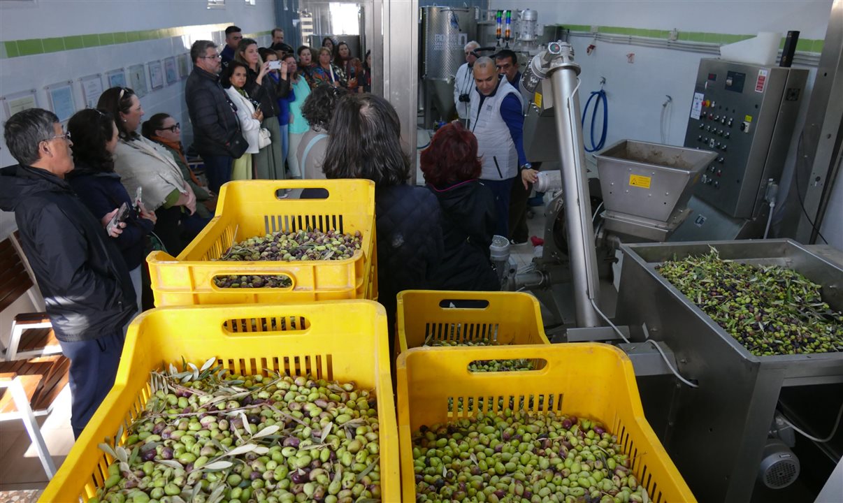 Agentes de viagens acompanham etapas da produção dos azeites de oliva de alta qualidade da Triomphe Thuccabor